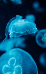 Preview wallpaper jellyfish, creatures, blue, water, underwater