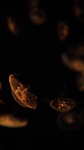 Preview wallpaper jellyfish, creatures, brown, underwater, depth