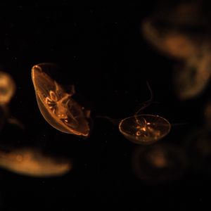 Preview wallpaper jellyfish, creatures, brown, underwater, depth