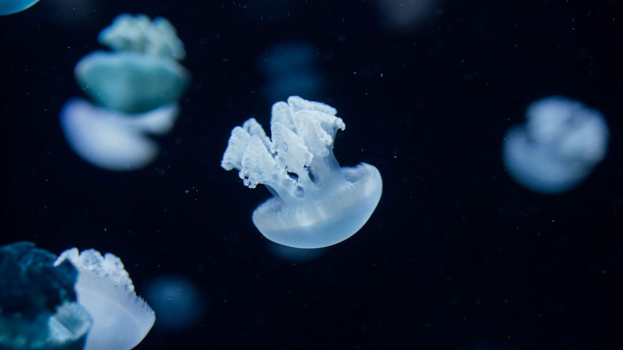 Wallpaper jellyfish, creatures, depth, underwater