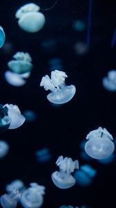 Preview wallpaper jellyfish, creatures, depth, underwater