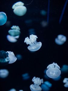 Preview wallpaper jellyfish, creatures, depth, underwater