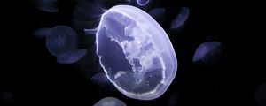 Preview wallpaper jellyfish, creatures, glow, underwater