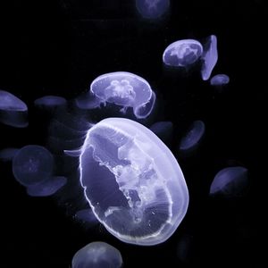 Preview wallpaper jellyfish, creatures, glow, underwater