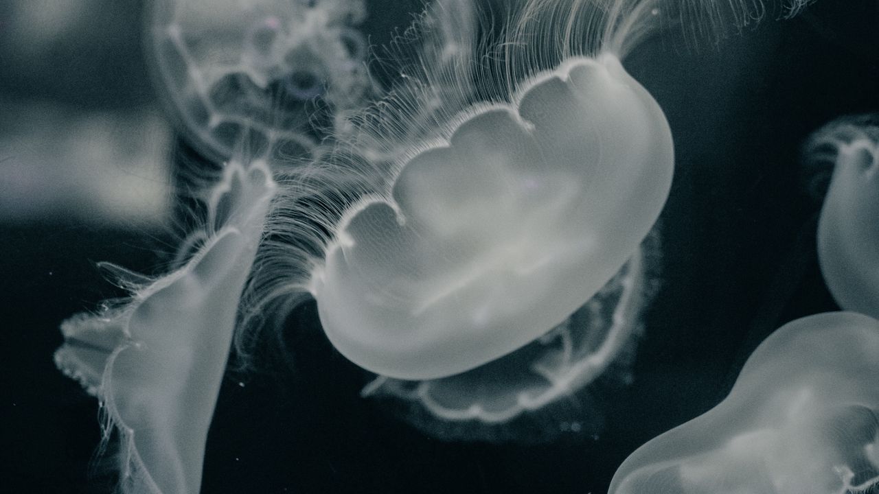 Wallpaper jellyfish, creatures, gray, water, underwater
