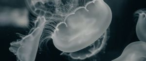 Preview wallpaper jellyfish, creatures, gray, water, underwater