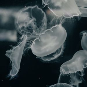 Preview wallpaper jellyfish, creatures, gray, water, underwater