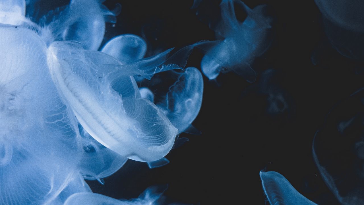 Wallpaper jellyfish, creatures, transparent, blue, underwater