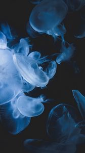 Preview wallpaper jellyfish, creatures, transparent, blue, underwater