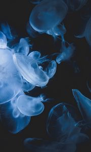 Preview wallpaper jellyfish, creatures, transparent, blue, underwater