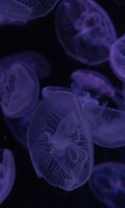 Preview wallpaper jellyfish, dark, beautiful, purple