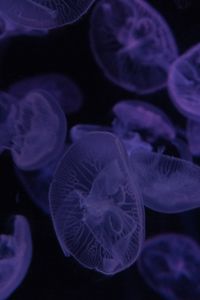 Preview wallpaper jellyfish, dark, beautiful, purple