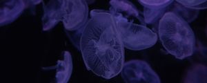 Preview wallpaper jellyfish, dark, beautiful, purple