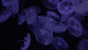 Preview wallpaper jellyfish, dark, beautiful, purple