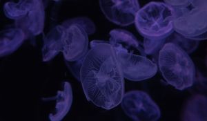 Preview wallpaper jellyfish, dark, beautiful, purple