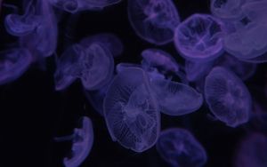 Preview wallpaper jellyfish, dark, beautiful, purple