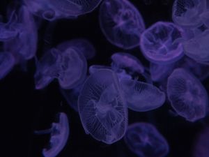 Preview wallpaper jellyfish, dark, beautiful, purple