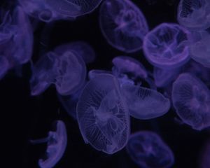 Preview wallpaper jellyfish, dark, beautiful, purple