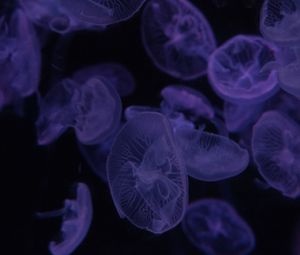 Preview wallpaper jellyfish, dark, beautiful, purple