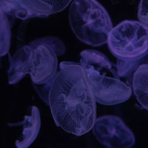Preview wallpaper jellyfish, dark, beautiful, purple