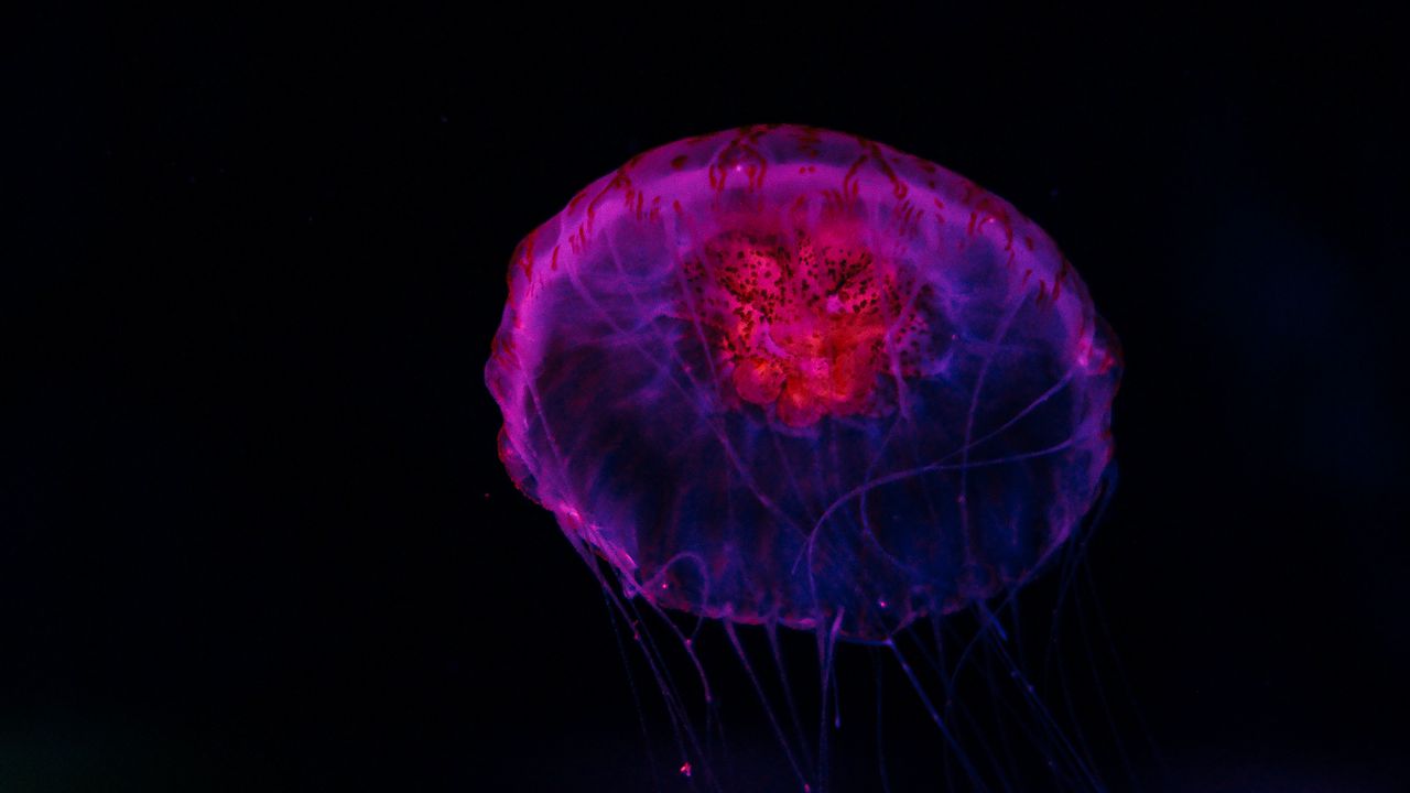 Wallpaper jellyfish, dark, glow, underwater world