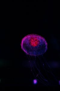 Preview wallpaper jellyfish, dark, glow, underwater world