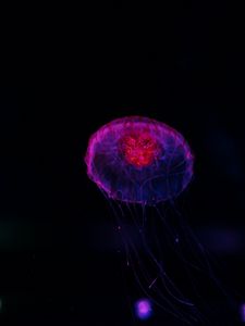 Preview wallpaper jellyfish, dark, glow, underwater world