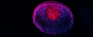 Preview wallpaper jellyfish, dark, glow, underwater world