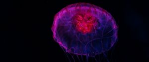 Preview wallpaper jellyfish, dark, glow, underwater world