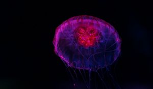 Preview wallpaper jellyfish, dark, glow, underwater world