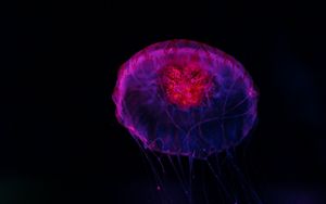 Preview wallpaper jellyfish, dark, glow, underwater world