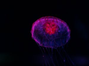 Preview wallpaper jellyfish, dark, glow, underwater world