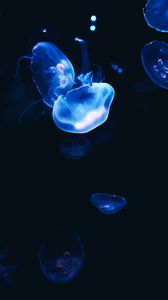 Preview wallpaper jellyfish, dark, glow, blue