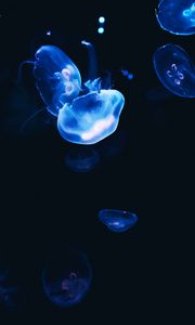 Preview wallpaper jellyfish, dark, glow, blue