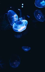 Preview wallpaper jellyfish, dark, glow, blue