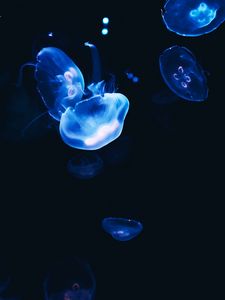 Preview wallpaper jellyfish, dark, glow, blue