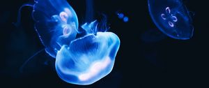 Preview wallpaper jellyfish, dark, glow, blue