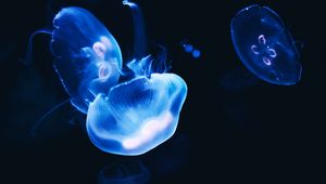 Preview wallpaper jellyfish, dark, glow, blue