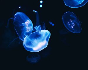 Preview wallpaper jellyfish, dark, glow, blue