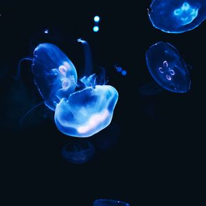 Preview wallpaper jellyfish, dark, glow, blue