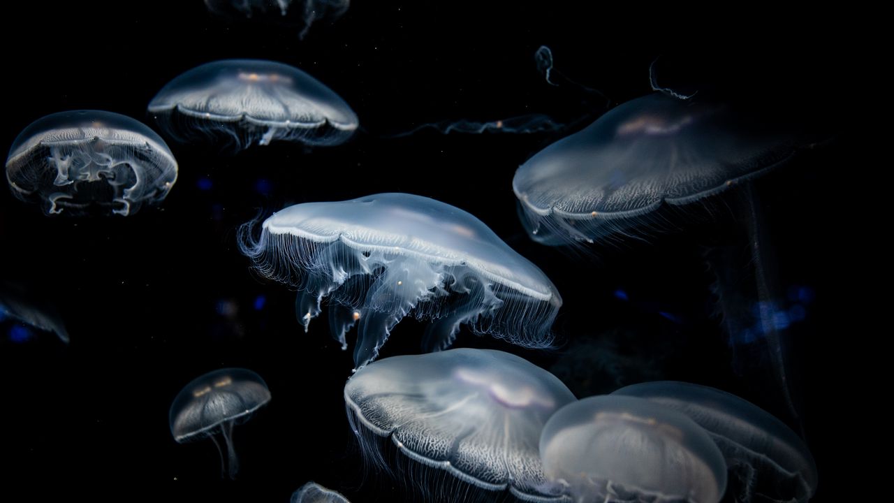 Wallpaper jellyfish, dark, tentacles, underwater world