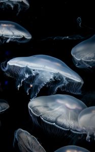 Preview wallpaper jellyfish, dark, tentacles, underwater world