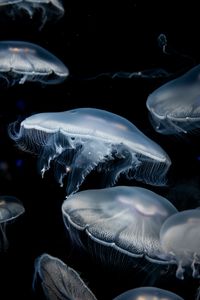 Preview wallpaper jellyfish, dark, tentacles, underwater world