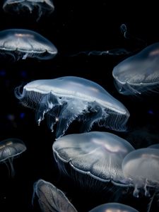 Preview wallpaper jellyfish, dark, tentacles, underwater world