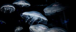 Preview wallpaper jellyfish, dark, tentacles, underwater world