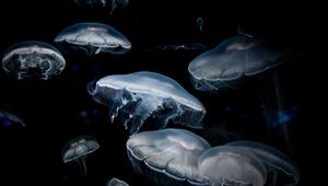 Preview wallpaper jellyfish, dark, tentacles, underwater world