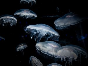 Preview wallpaper jellyfish, dark, tentacles, underwater world