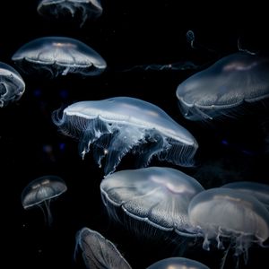 Preview wallpaper jellyfish, dark, tentacles, underwater world