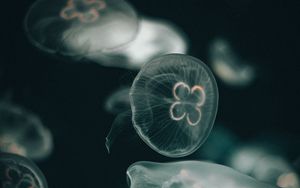 Preview wallpaper jellyfish, dark, under aquatic world, transparent