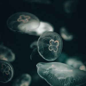 Preview wallpaper jellyfish, dark, under aquatic world, transparent